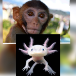 Monkeys and a x o l o t l