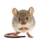 Rats/Mice United
