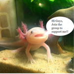 Just an Axolotl