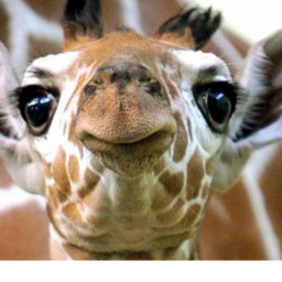 GIRAFFE development leaves meeting place.