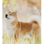 AMO GLI SHIBA INU<3