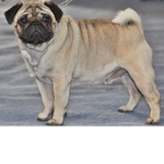 PF| The Pug Family