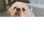 Cute Doggy Sqaud / Sugar