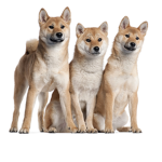 The homies wolf pack