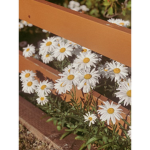 iisunshine_flowersii