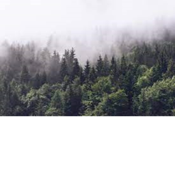 Battle Forest [Alpha]