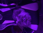 The Official Led's Group