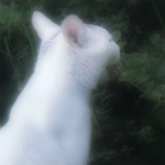 ~ 泡沫の夢 ~