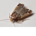 The Moth Raid
