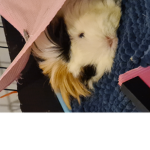 Caramel.a.guinea.pig