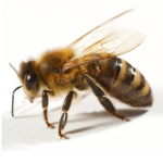 The kingdom of Bees