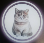 Kedi Grupu