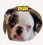 DJ Dance Pug