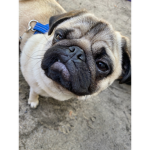The pug gr0up