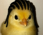 D A F [community]
