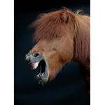 Laughing horses