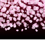 Little petals 101
