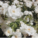fairygrdns