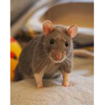 United States of FAT RATS