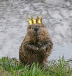 Royal Rodents