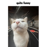 Council of Cats