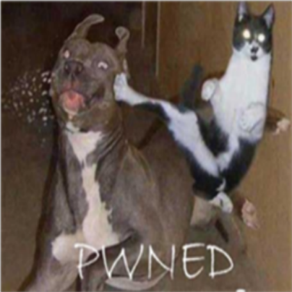 Cats PWN dogs Roblox decal
