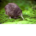 Kiwi Lovers