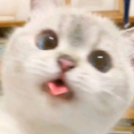 floxxnelite
