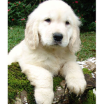 *~* Paris's puppys *~*