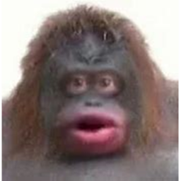 Find the Monke's