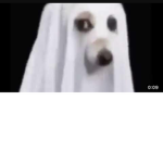 Cool Doge United
