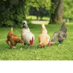 the amusing chickens