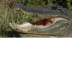 ALLIGATORS UNITED YAY