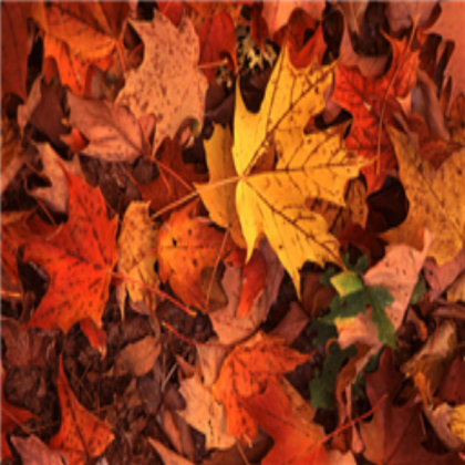 fall-leaves (1) Roblox decal