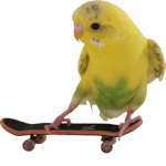 Birb gang23