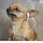 Chihuahua Eating a Sombrero Studios
