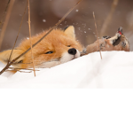 The Fox Named Ben