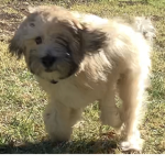 The Cute pup