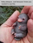 Pplatypus