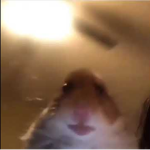 HAMSTER CULT 4 LIFE