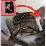 meowgoop