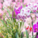 ~ orchids ~