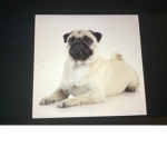 Legion of Pugs