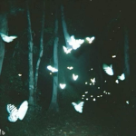 whenthenightfalls