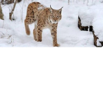 Golden Lynx Group