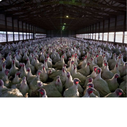 Turkeys united This is THE base