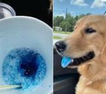 Pup slush