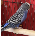 Bird kings