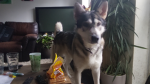 Buddy the awesome dog