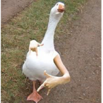 DUCK GO QUACK